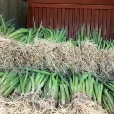 青菜小葱