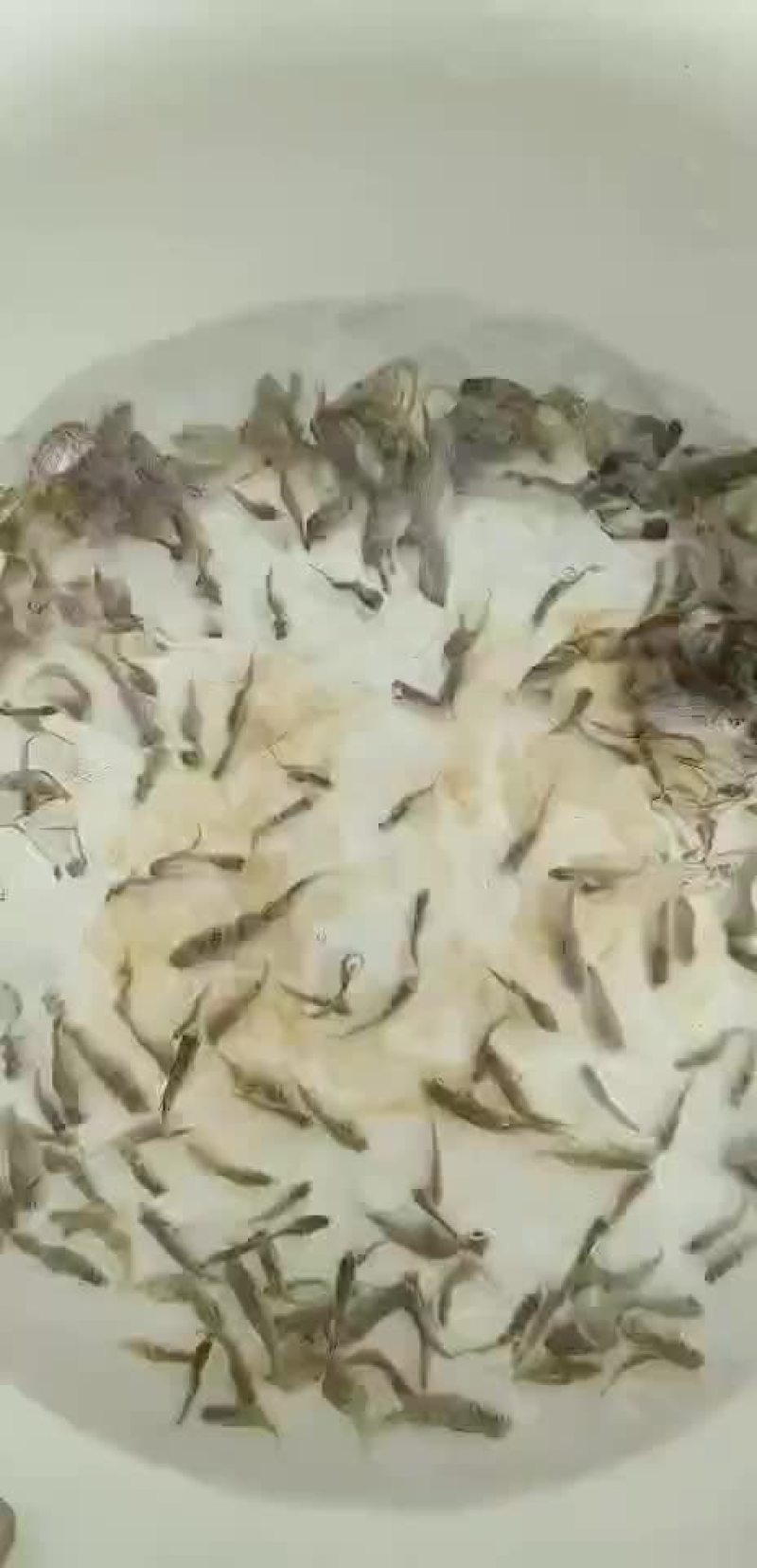 黄鳍鲷鱼苗