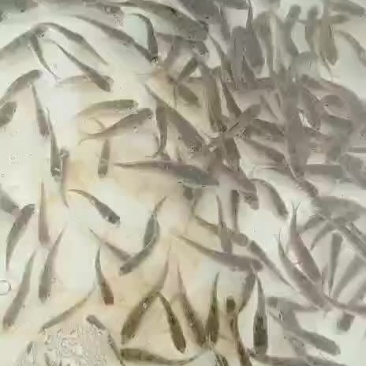 黄鳍鲷鱼苗