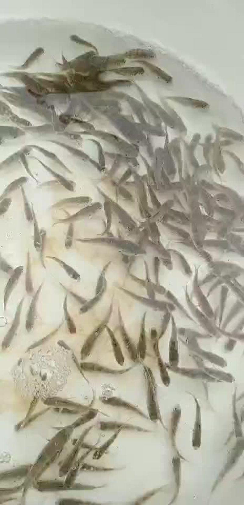 黄鳍鲷鱼苗