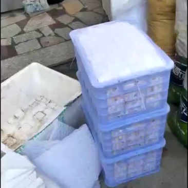 枇杷