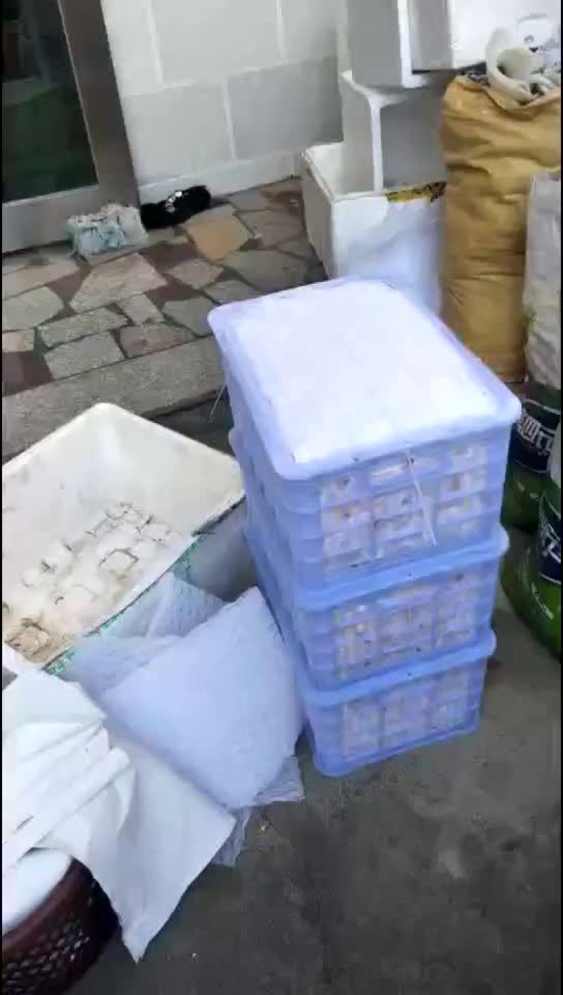 枇杷