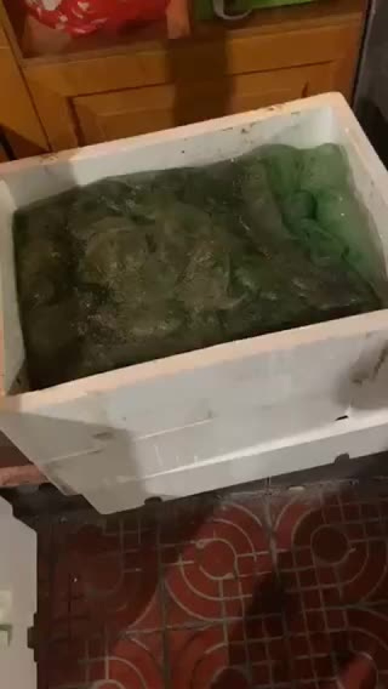 牛蛙批发