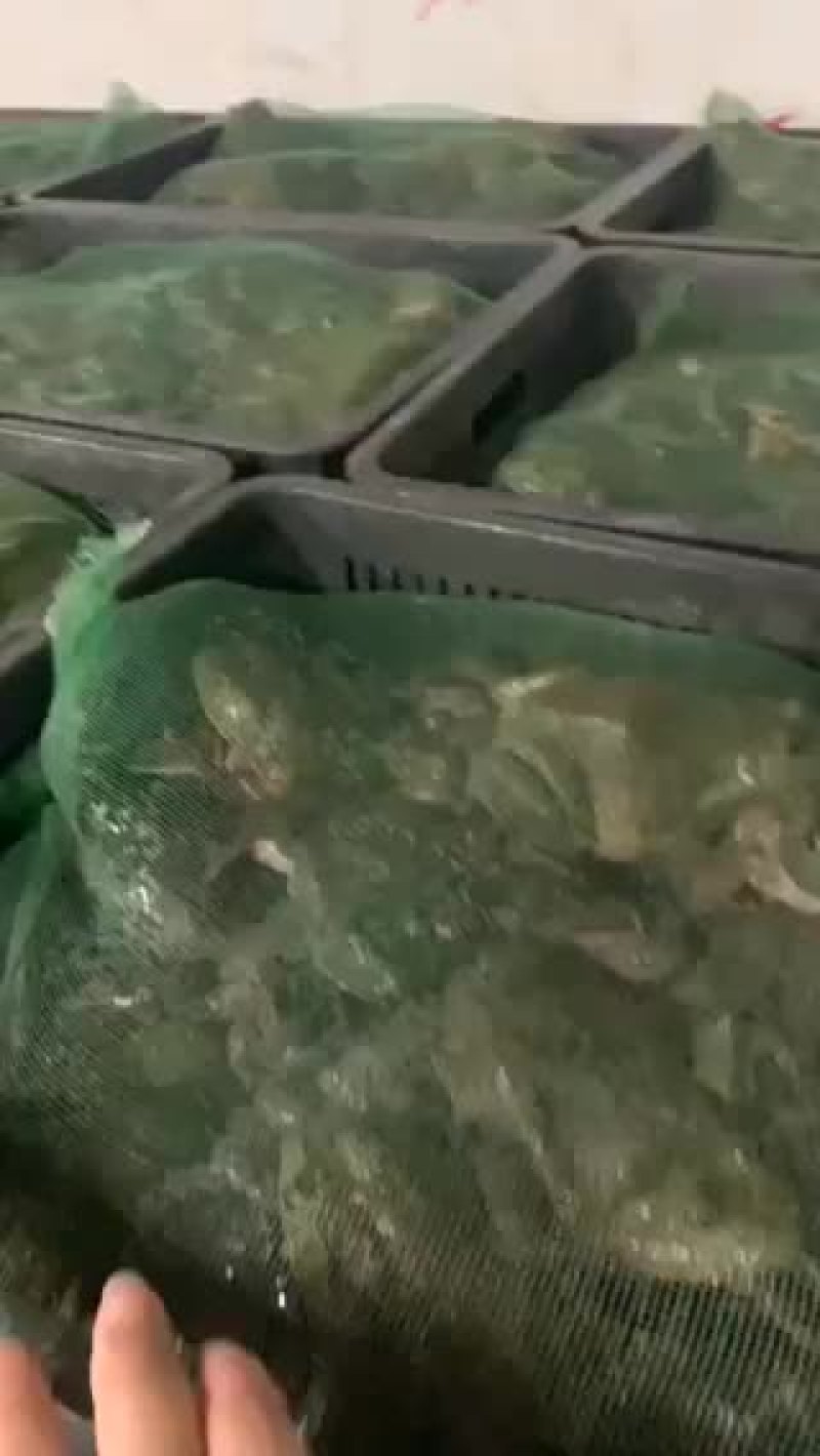 牛蛙批发