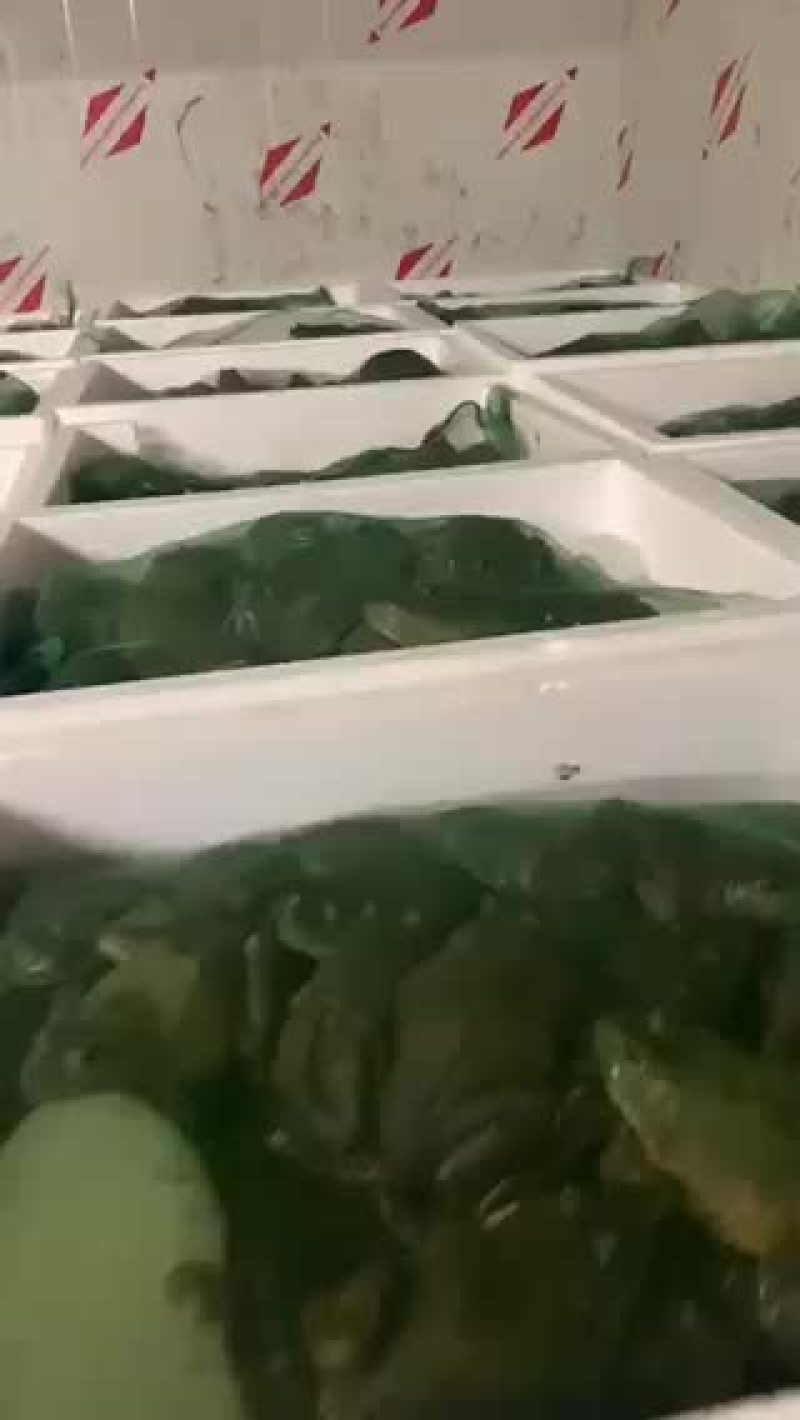 牛蛙批发