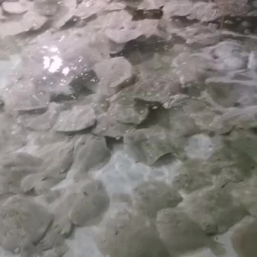 多宝鱼