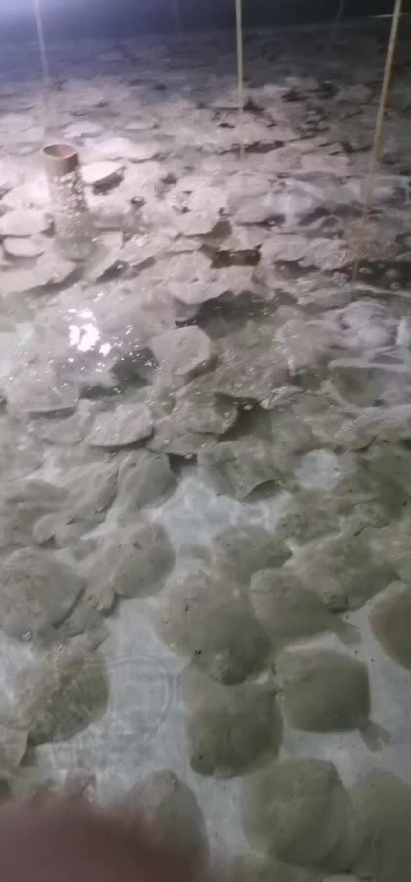 多宝鱼