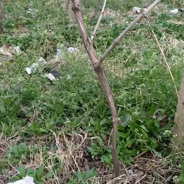 占地葡萄树