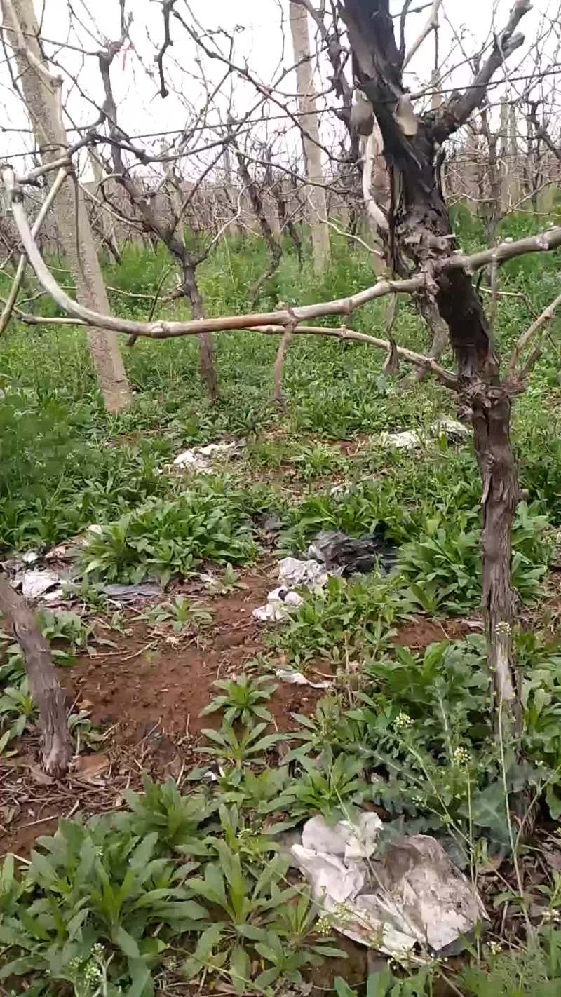 占地葡萄树