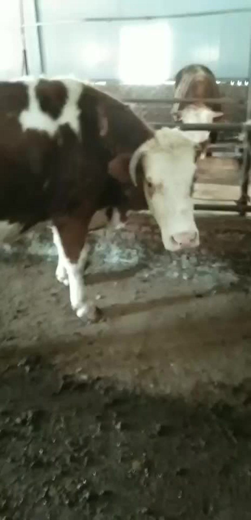 本市场出售牛仔，架子牛价格合理，