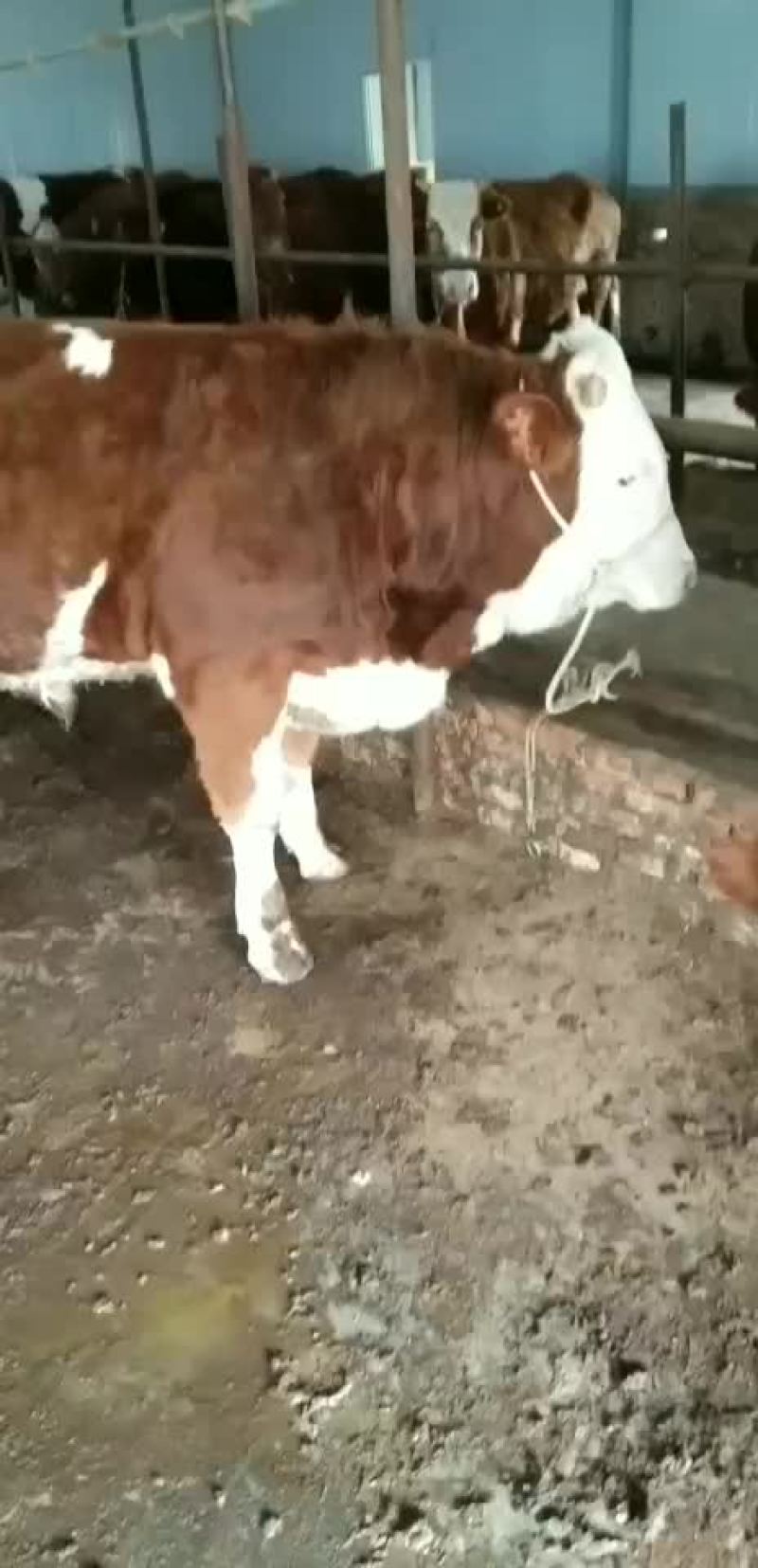 本市场出售牛仔，架子牛价格合理，
