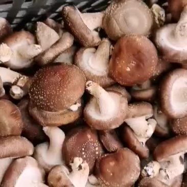 香菇