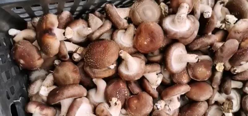 香菇