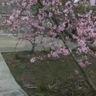 特种李子