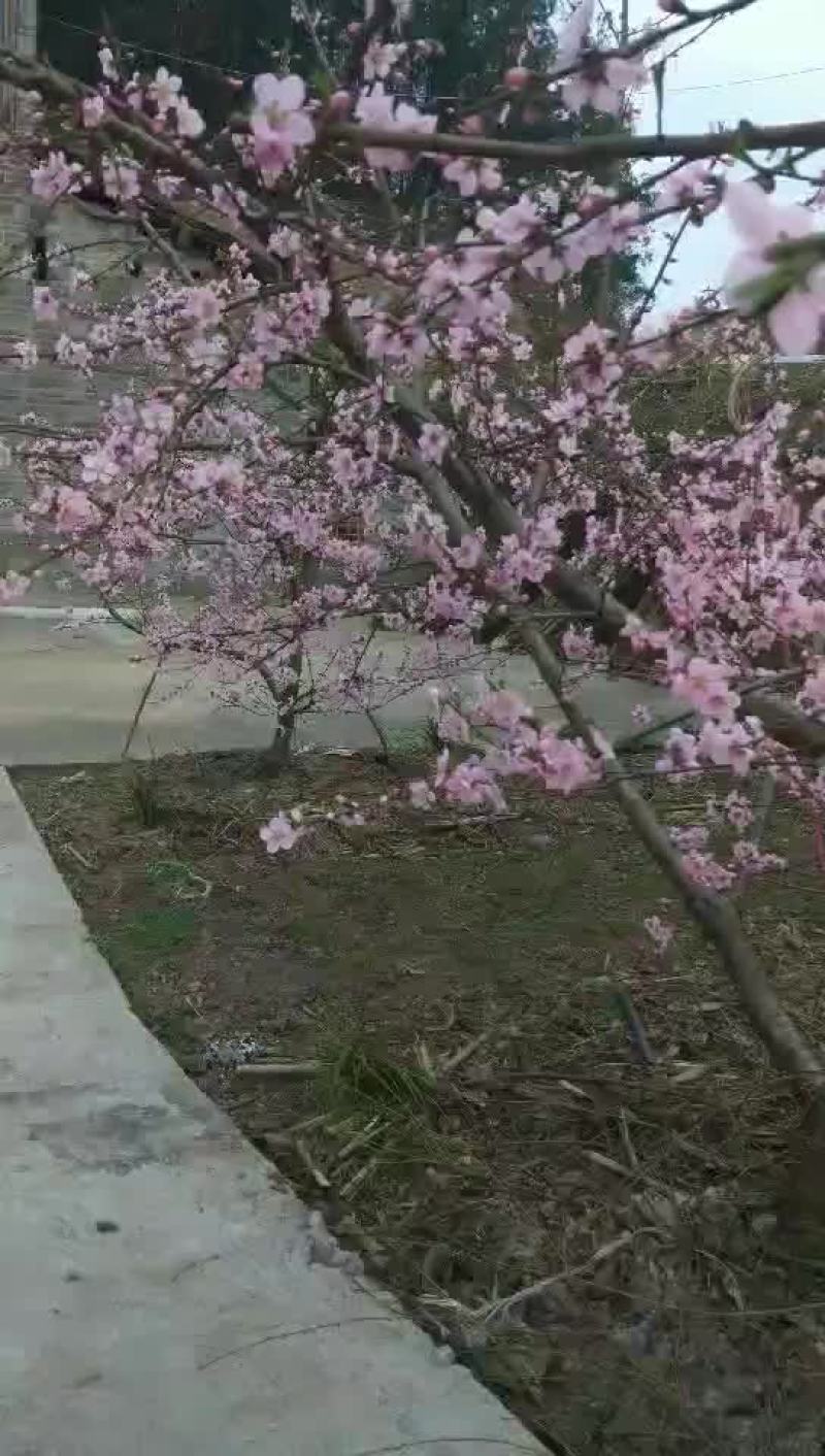 特种李子