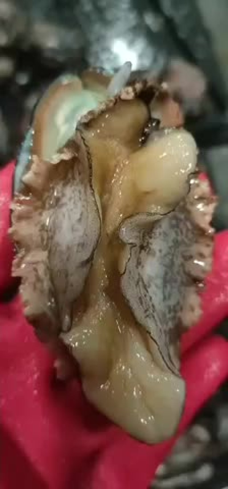 鲍鱼鲜活活体发货各种规格鲍鱼大量现货
