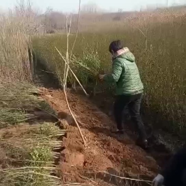 枸橘苗