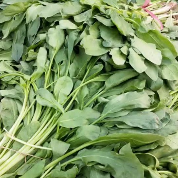 青菜