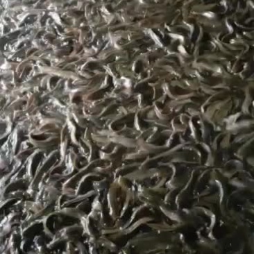 塘角鱼，苗