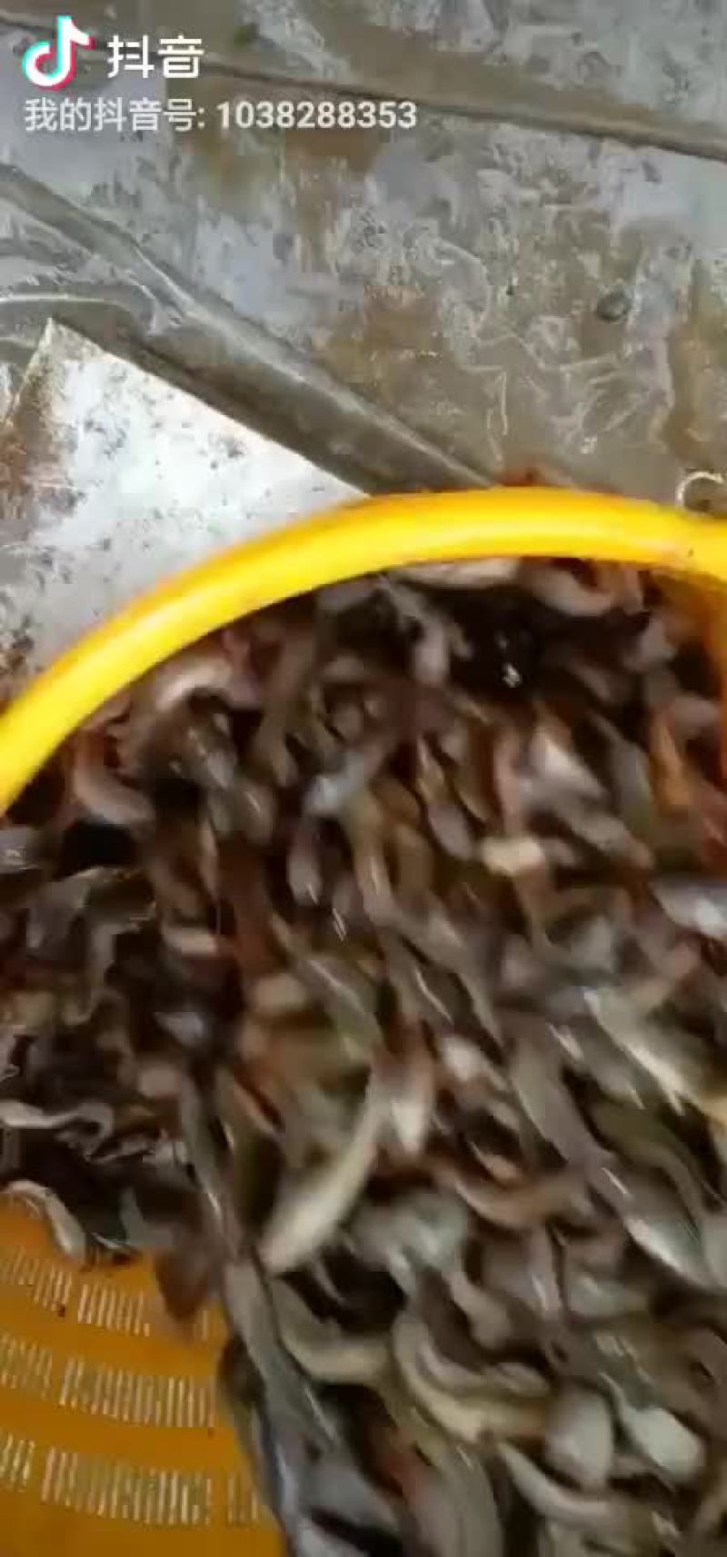 塘角鱼，苗