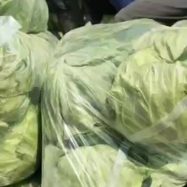 菜花甘蓝