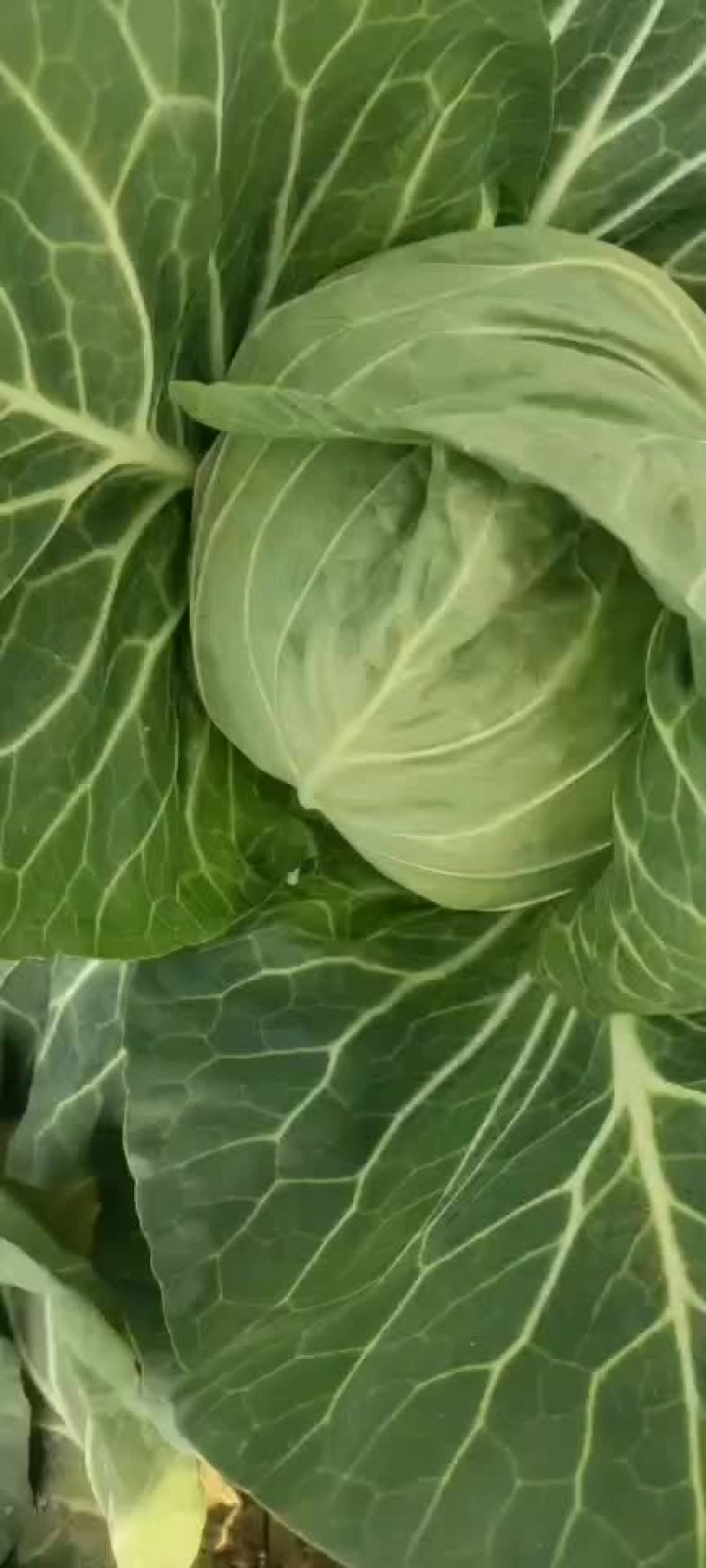 菜花甘蓝