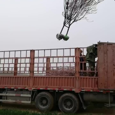 红叶李装车，6至15公分有货