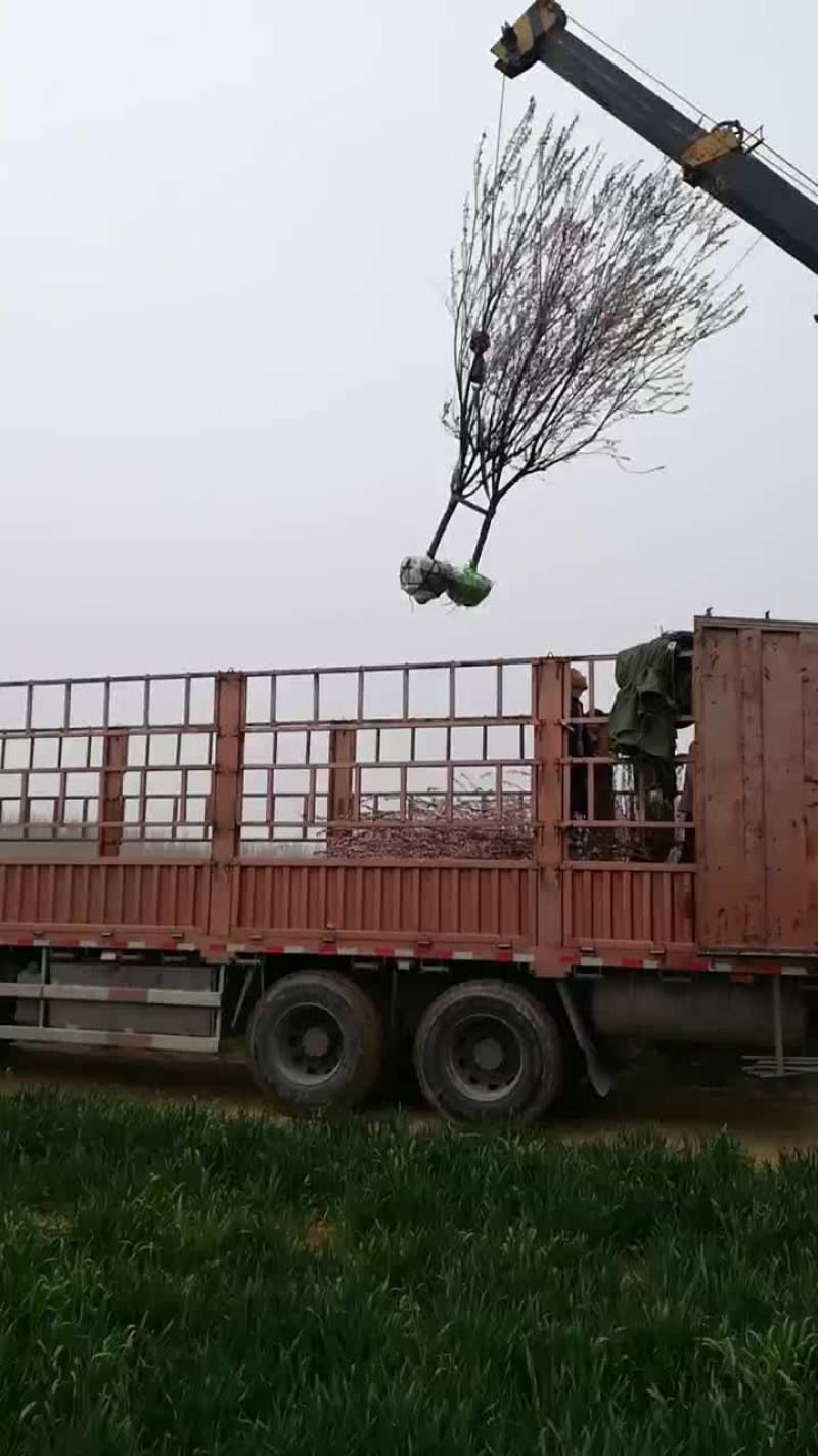 红叶李装车，6至15公分有货