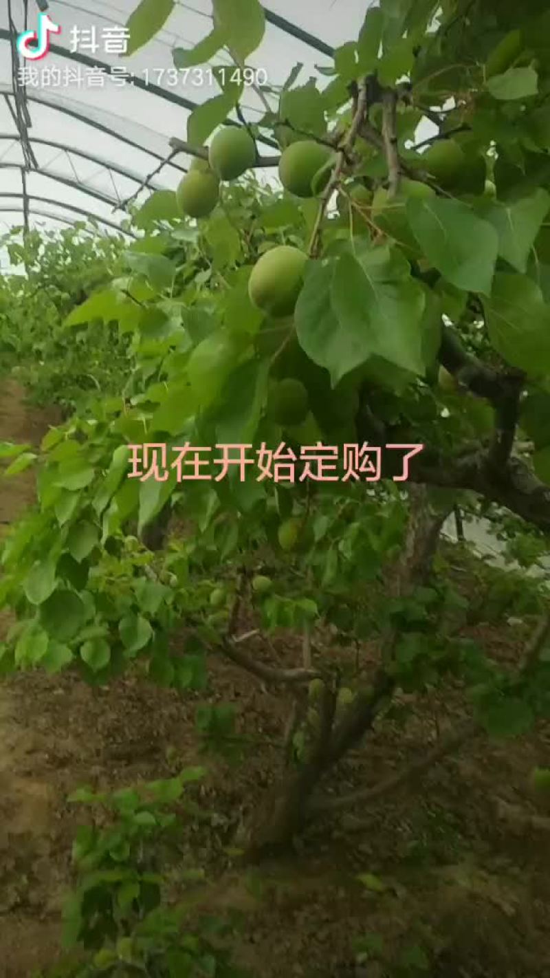 大棚杏