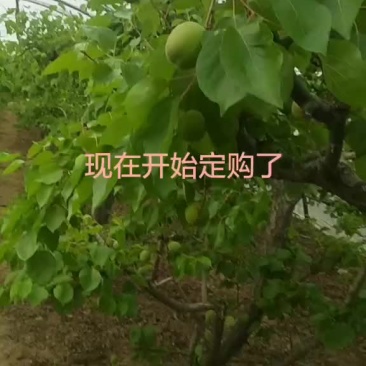大棚杏