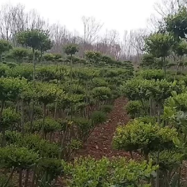 小叶女贞造型
