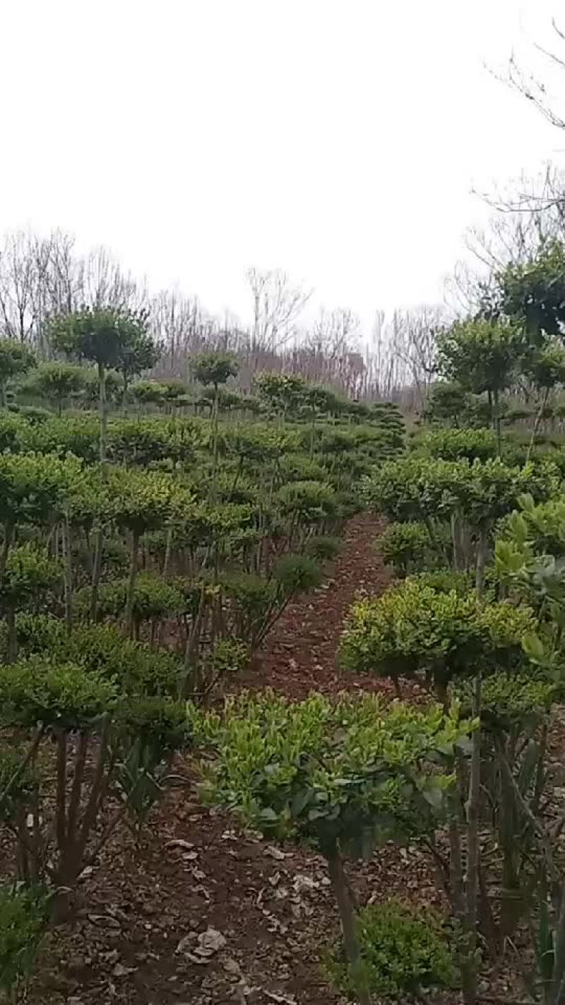小叶女贞造型