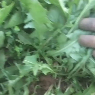 新鲜蒲公英