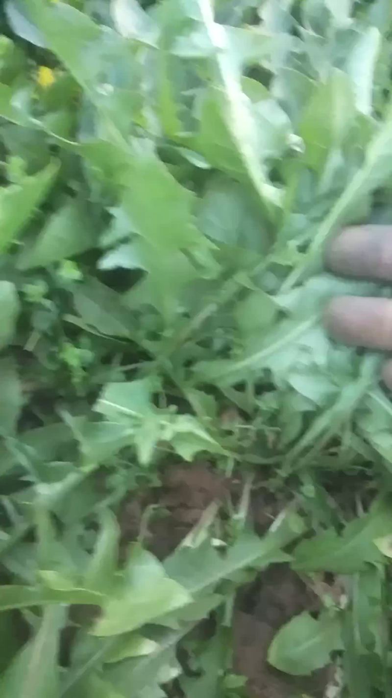 新鲜蒲公英