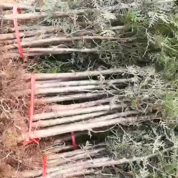 柏树塔柏