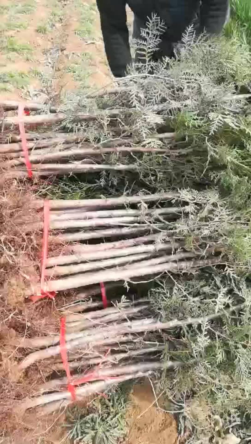 柏树塔柏
