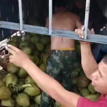 椰子绿椰