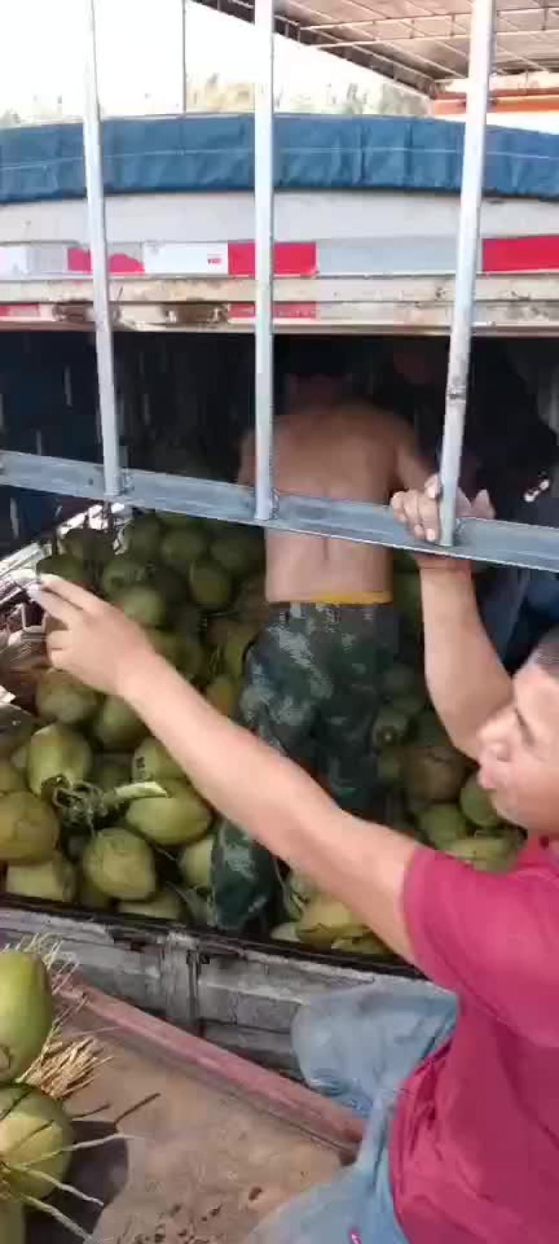 椰子绿椰