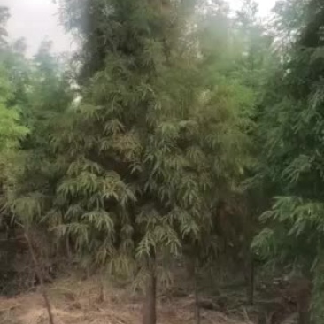 北美红杉，湖北北美红杉，盐城北美红杉，盐城基地