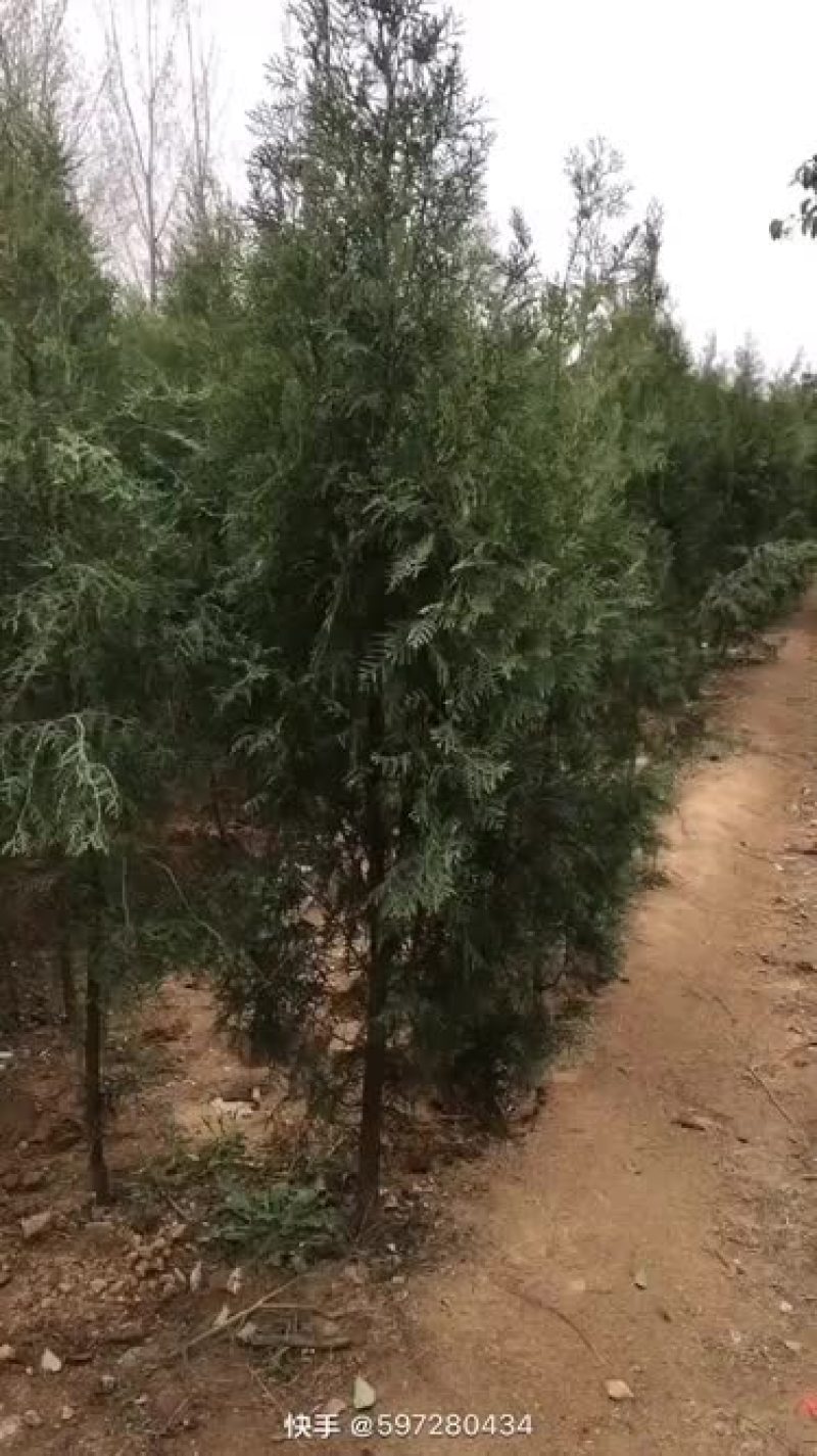 侧柏