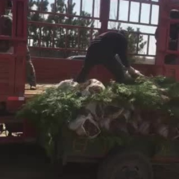 侧柏