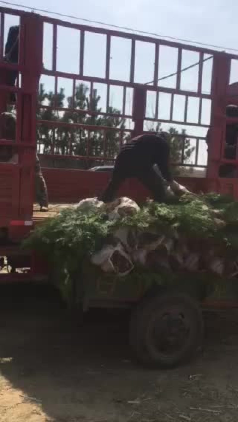 侧柏