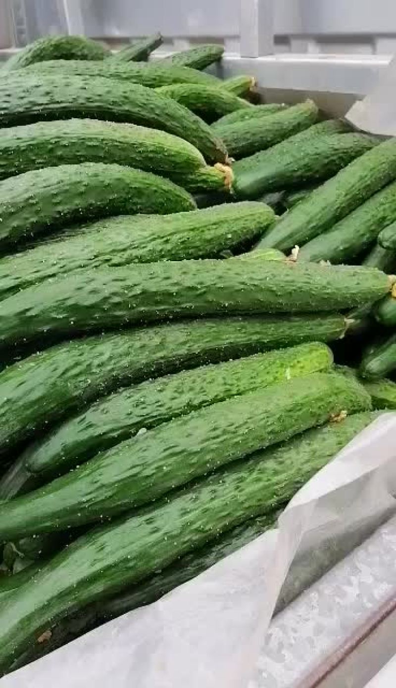 密刺黄瓜