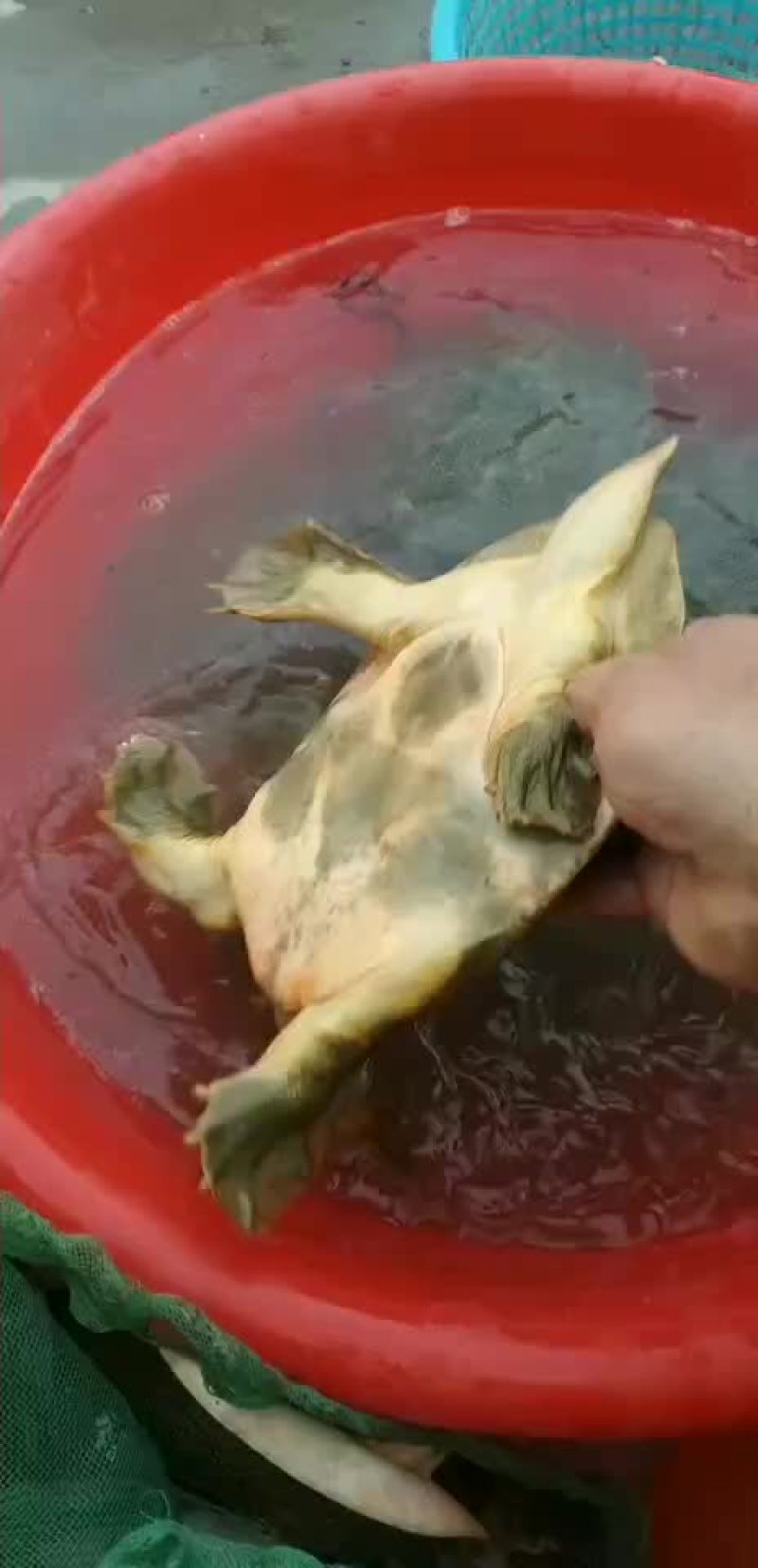 鳖，生小鱼小虾长大，无公害，放心食用
