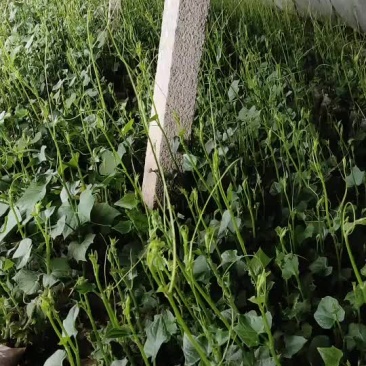 佛手瓜种苗