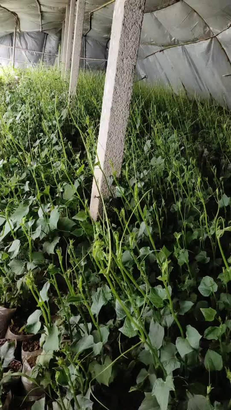 佛手瓜种苗