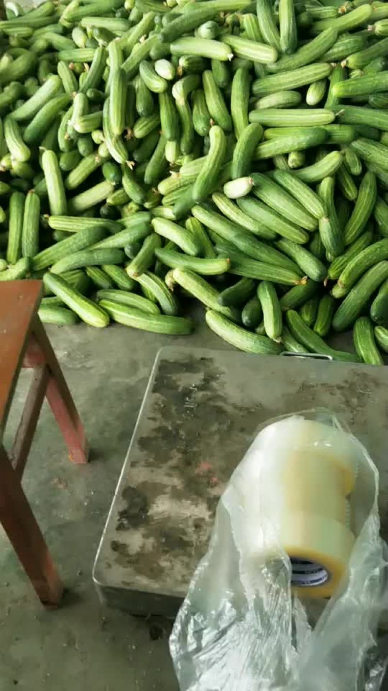 黄瓜