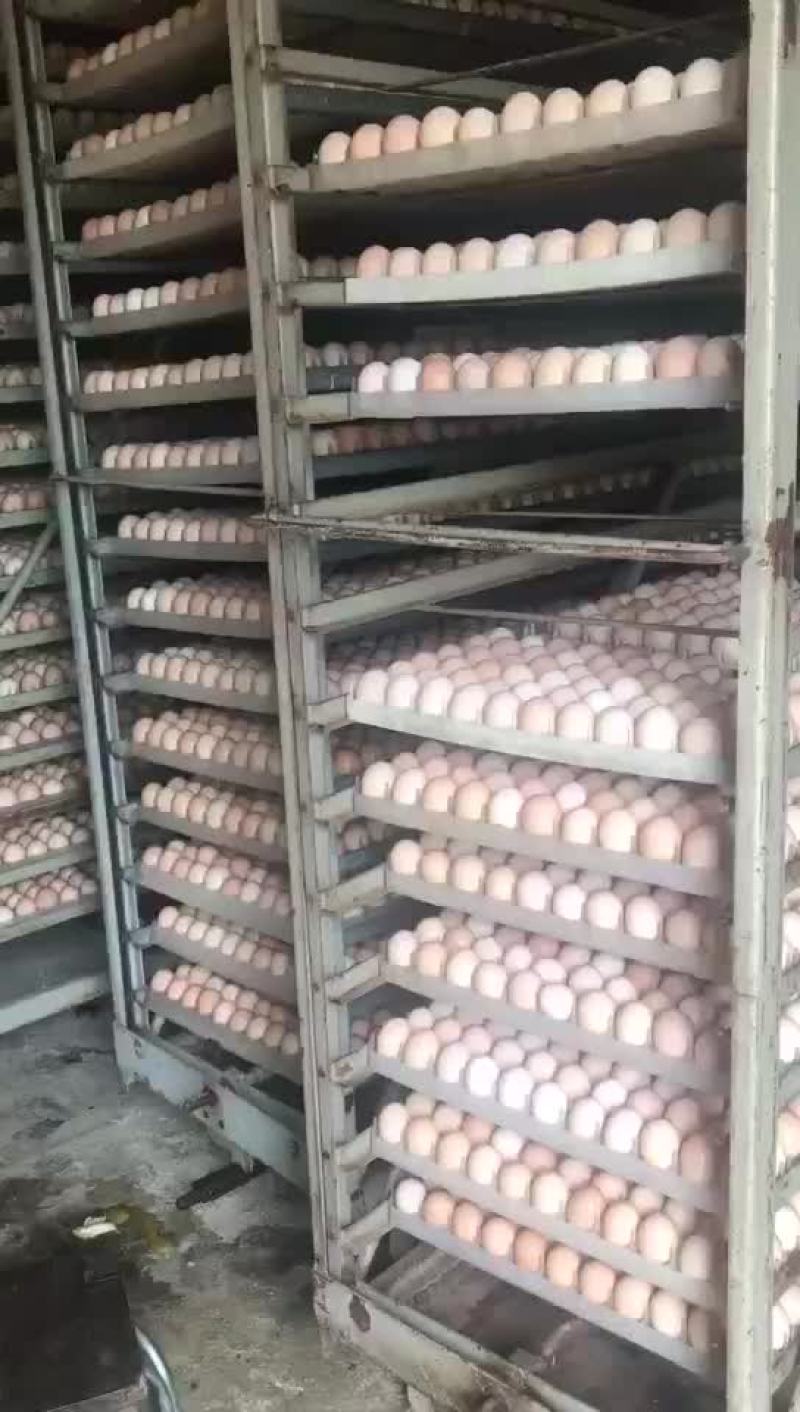 灵山土鸡苗