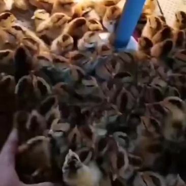 灵山土鸡苗