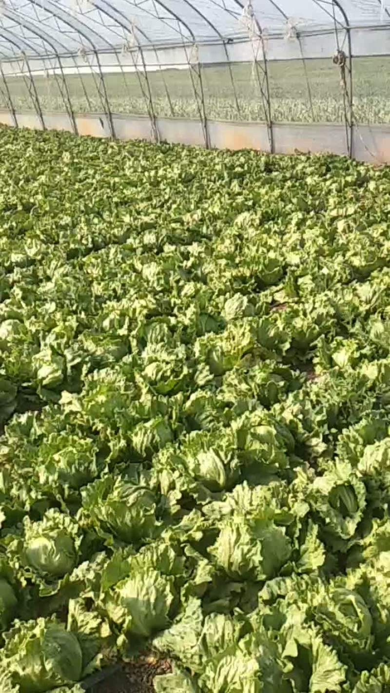 生菜球
